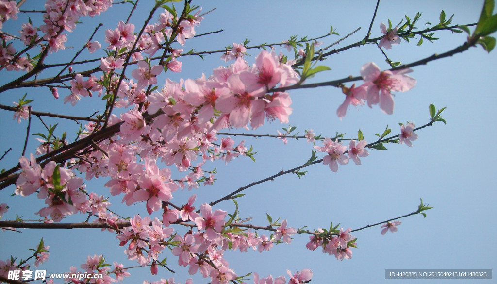 桃花
