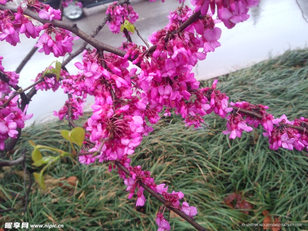 粉色鲜花树