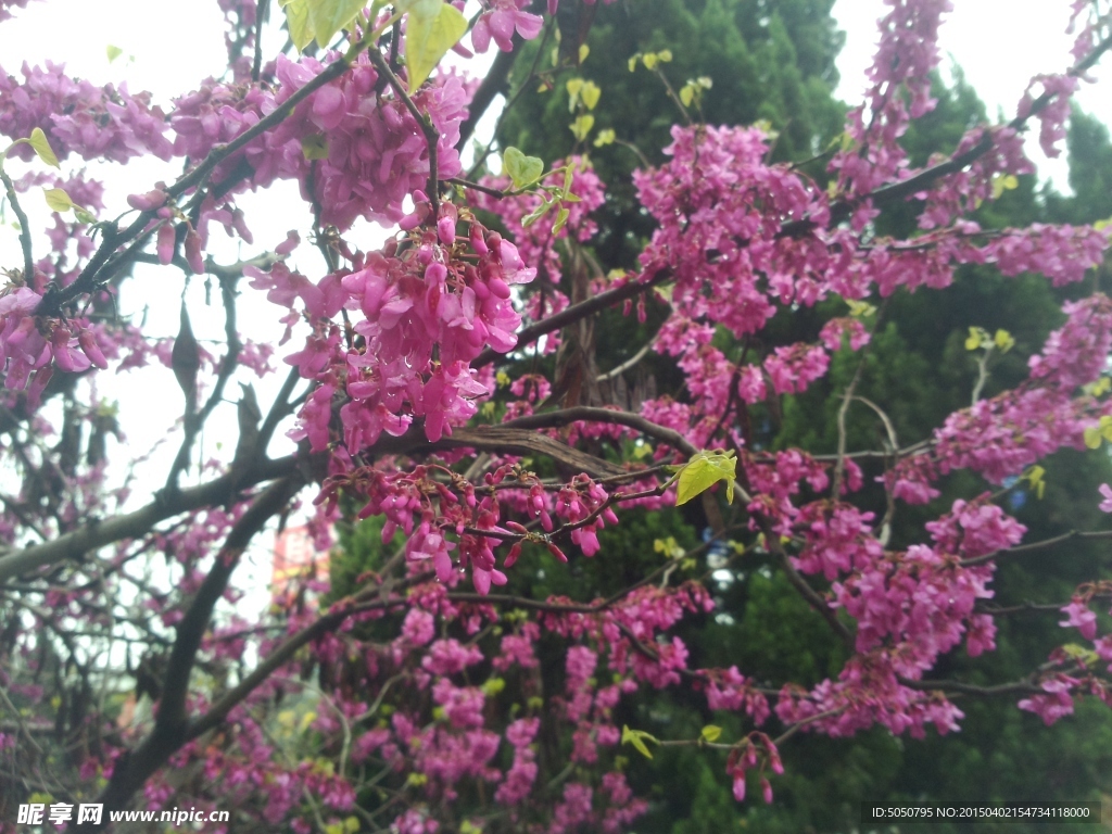 粉色鲜花树
