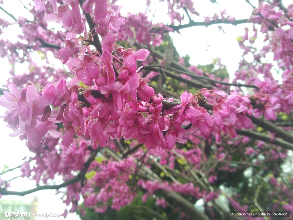 粉色鲜花树