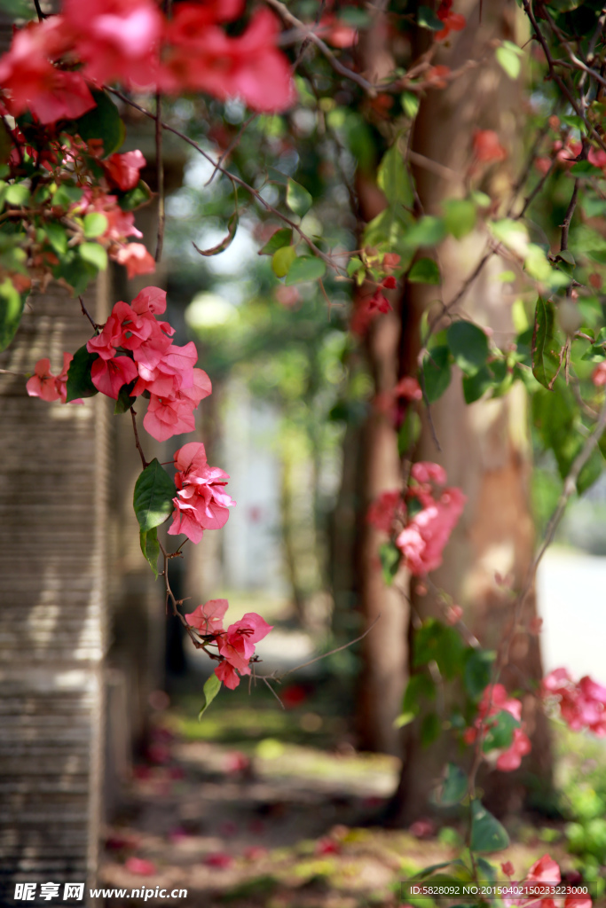 杜鹃花