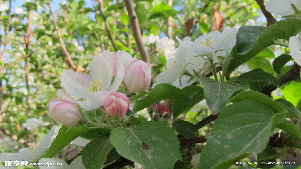 苹果花
