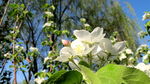 苹果花
