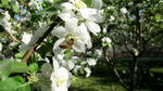 苹果花