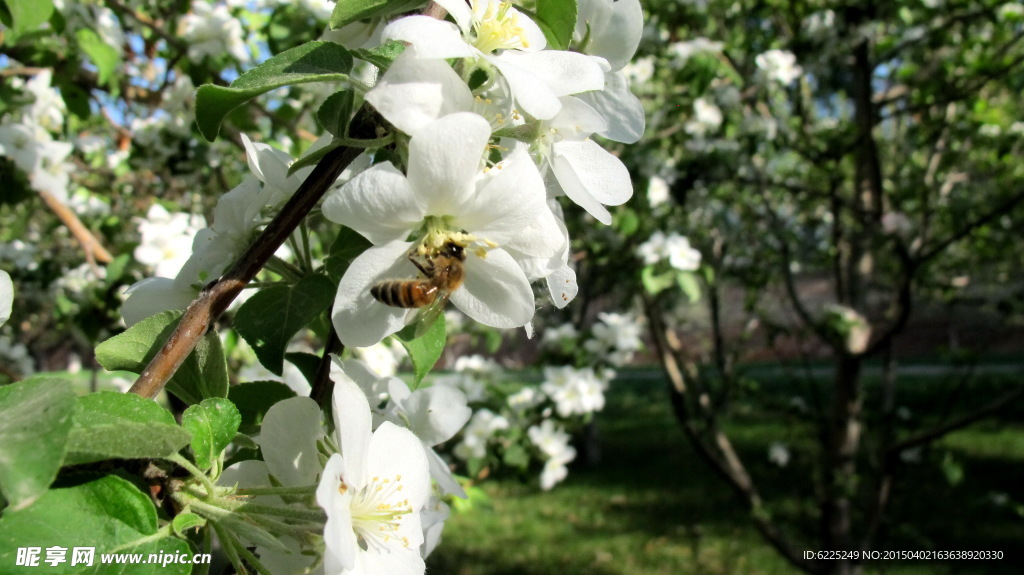 苹果花