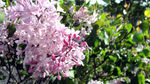 丁香花