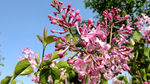 丁香花