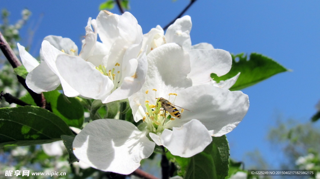 苹果花