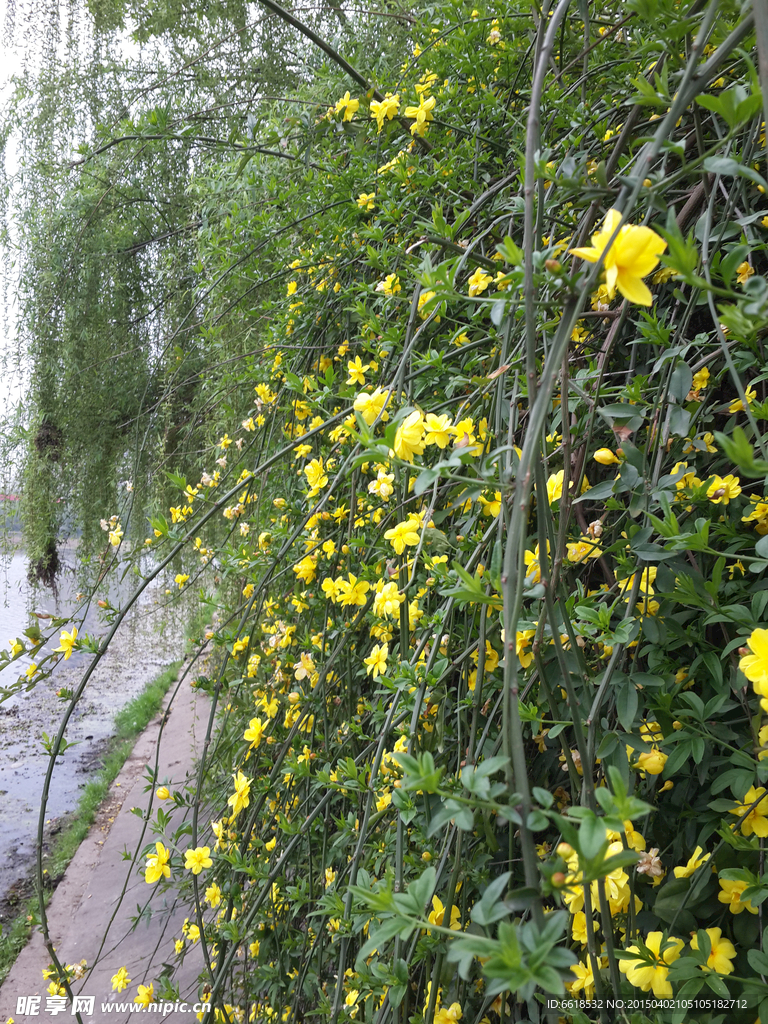 湖畔美丽小花