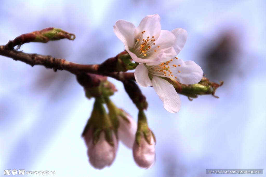 樱花