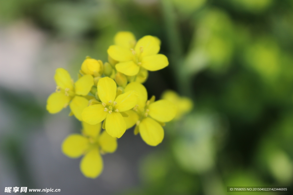 油菜花