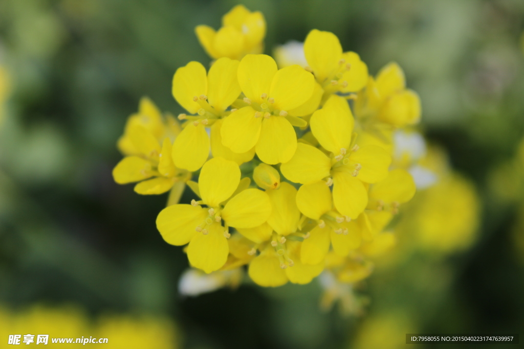 油菜花