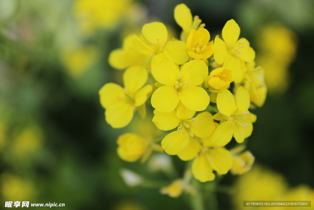 油菜花