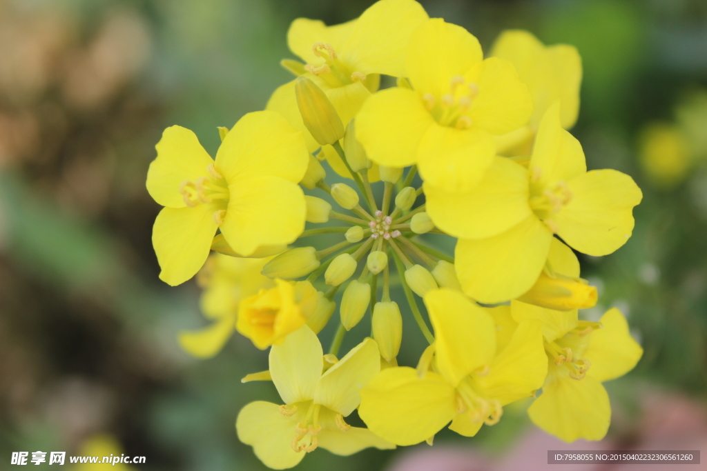 油菜花`