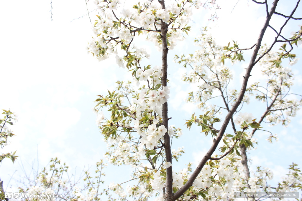 梨花