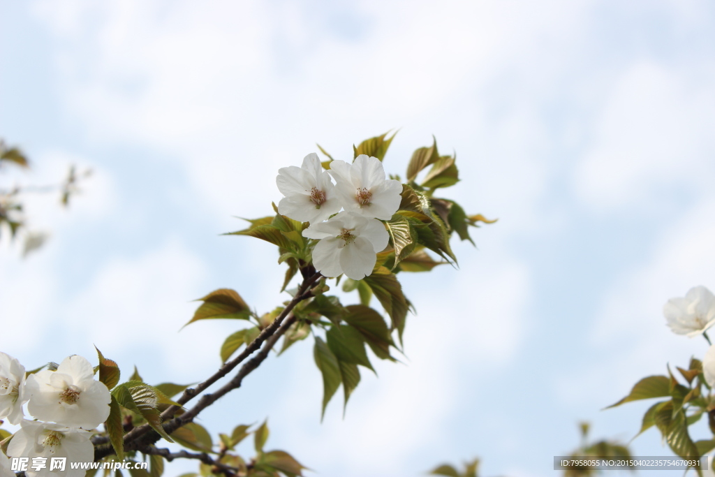 梨花