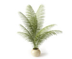 植物