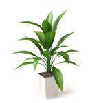 植物