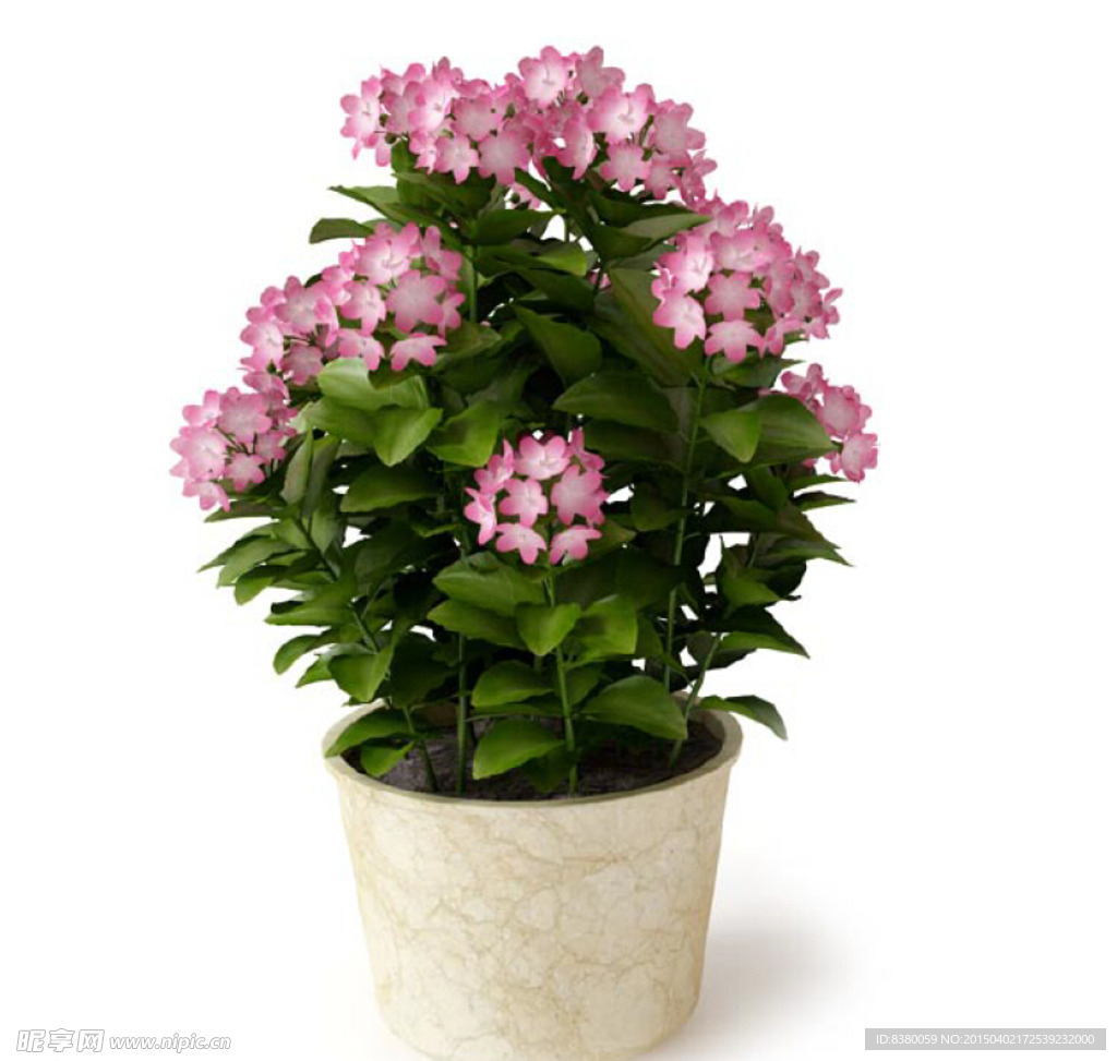 植物