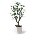 植物