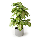 植物