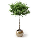 植物