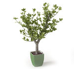 植物