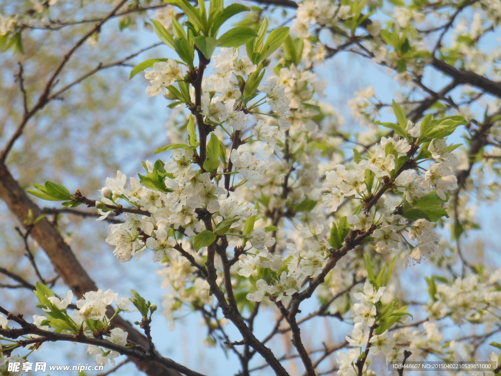 李花