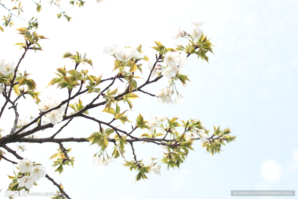 梨花
