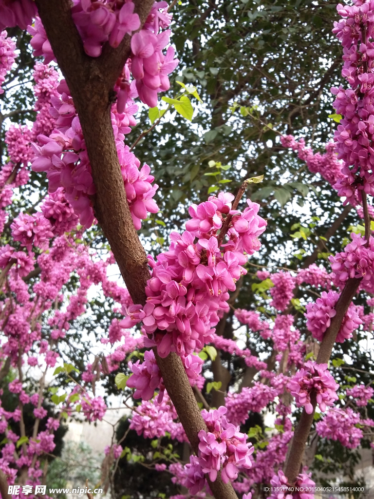 紫荆花