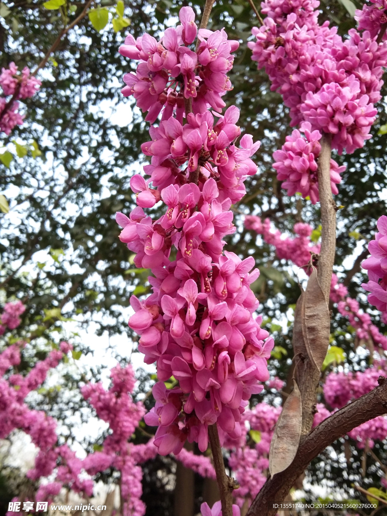 紫荆花