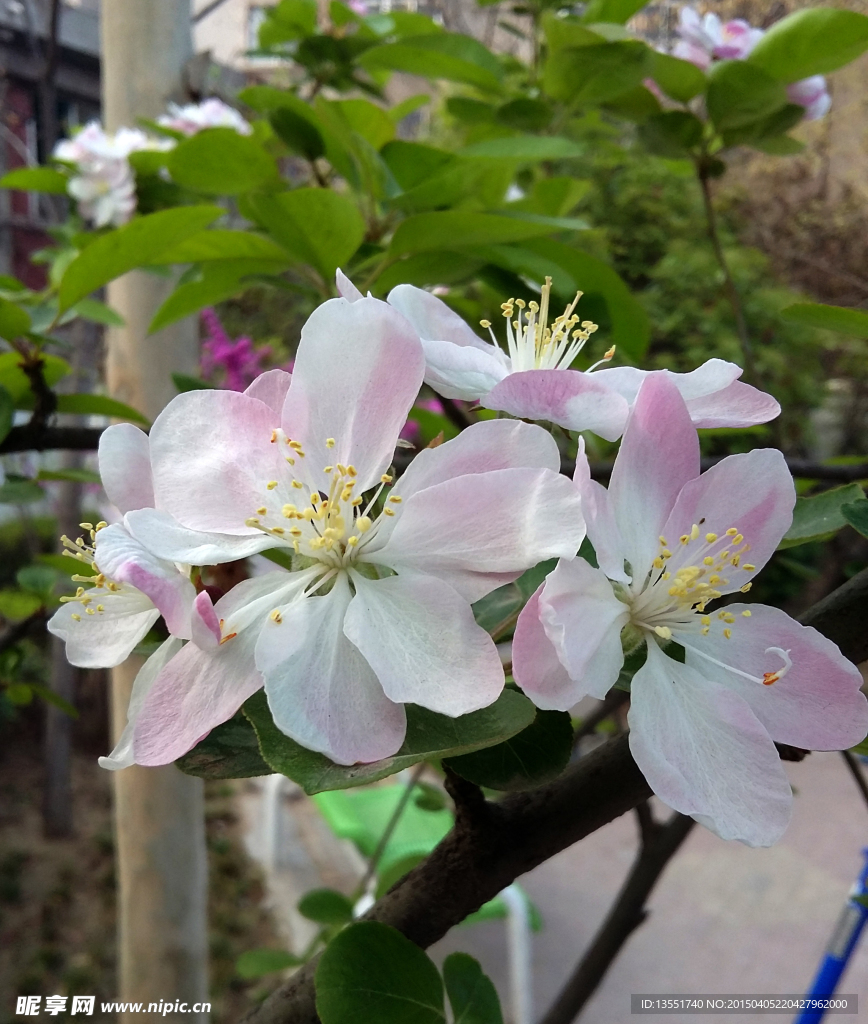 海棠花