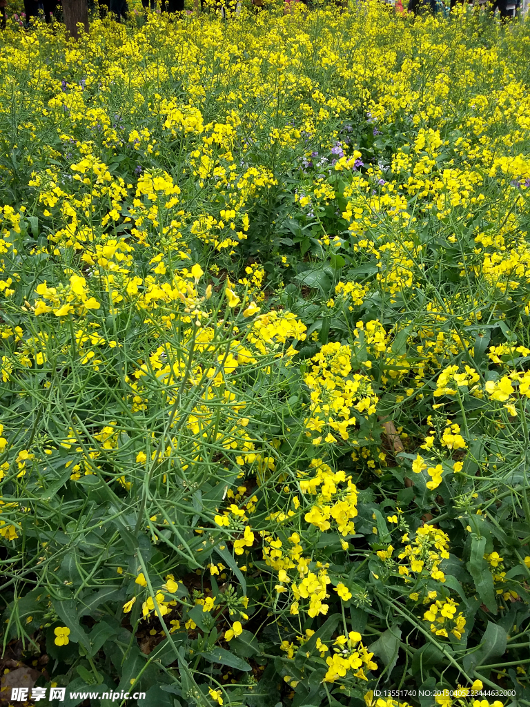 油菜花