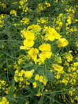 油菜花