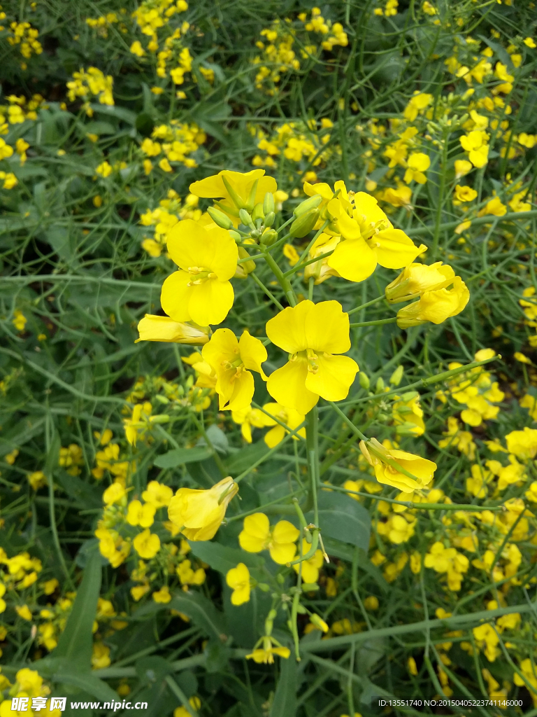 油菜花