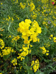 油菜花