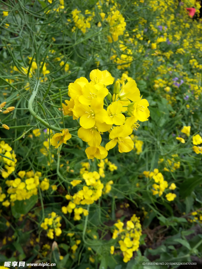 油菜花