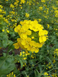 油菜花