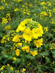 油菜花