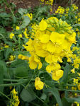 油菜花