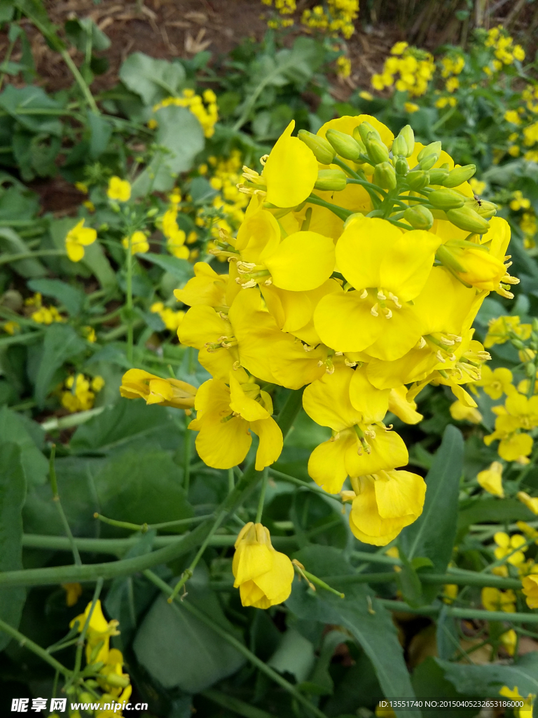 油菜花