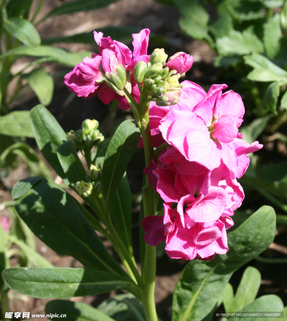 花