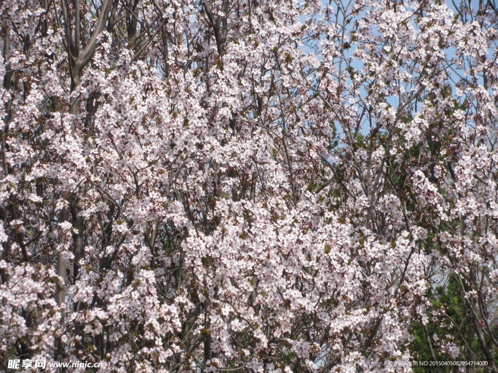 紫叶李