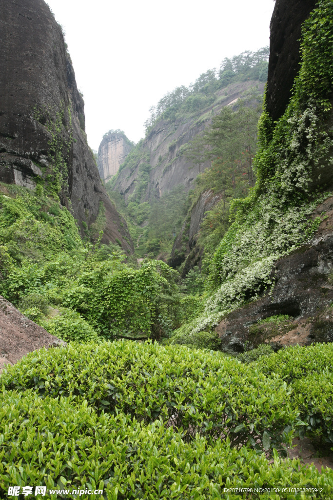 武夷岩茶