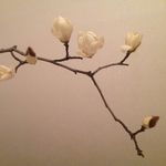 玉兰