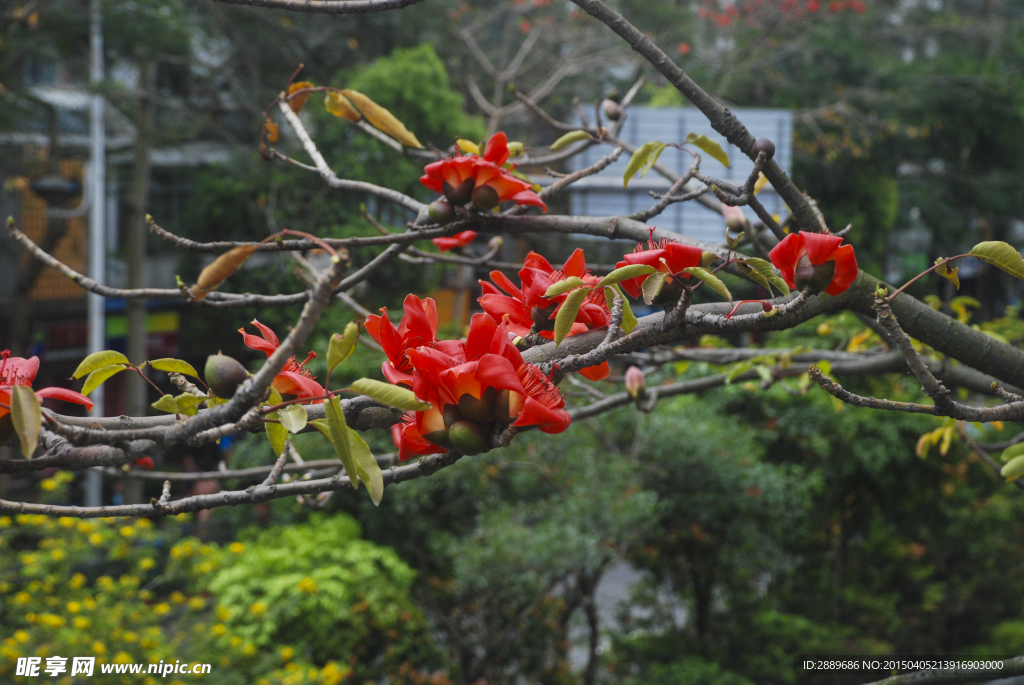 木棉花