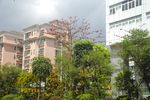 深圳街景