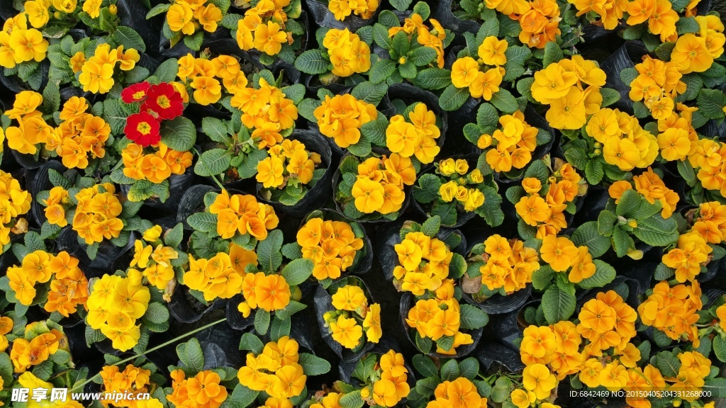 花蔟