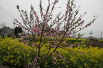 桃花依菜花