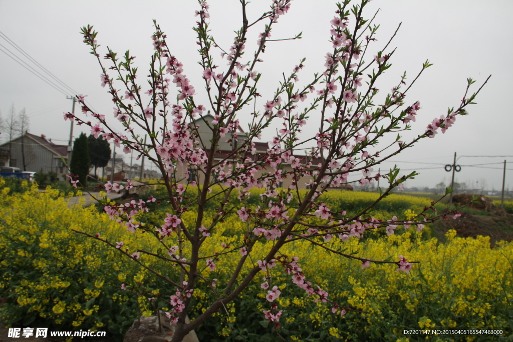 桃花依菜花